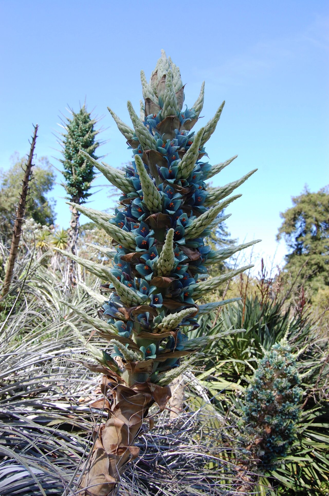 高山龙舌凤梨 旧金山植物园的高山龙舌凤梨 puya alpestris,霸气侧漏.