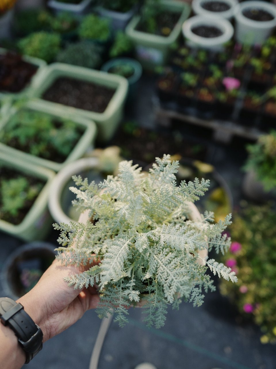 超精致银叶菊95「赛车手」,天生自带高级灰7515 银叶菊,因其银