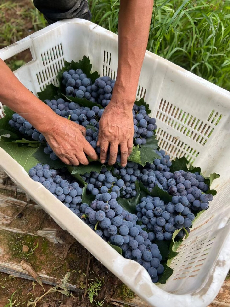 🍇无籽夏黑葡萄蓝紫色的外表,嫩绿的果 🍇无籽夏黑葡萄 蓝紫色的