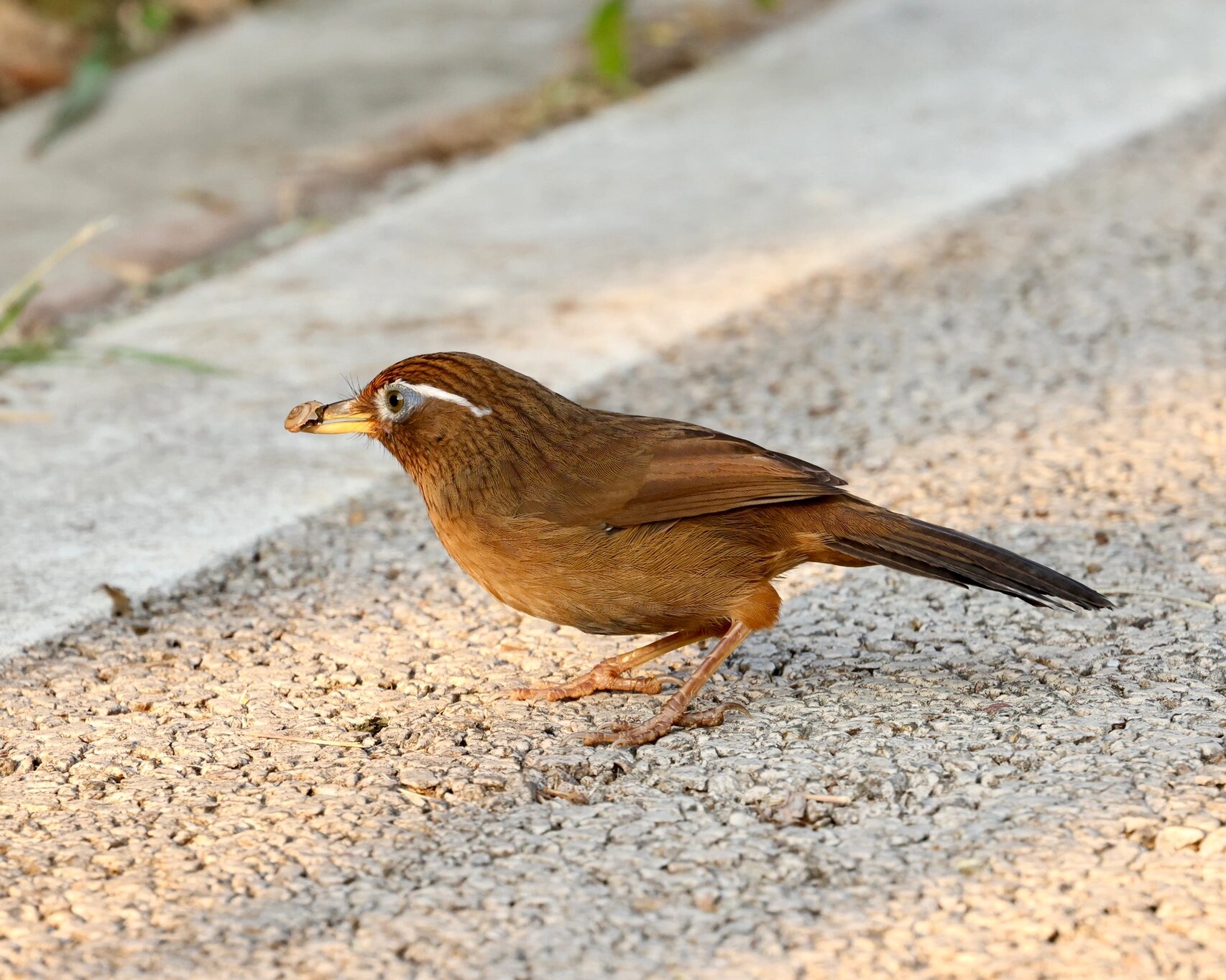 流溪河打鸟之画眉