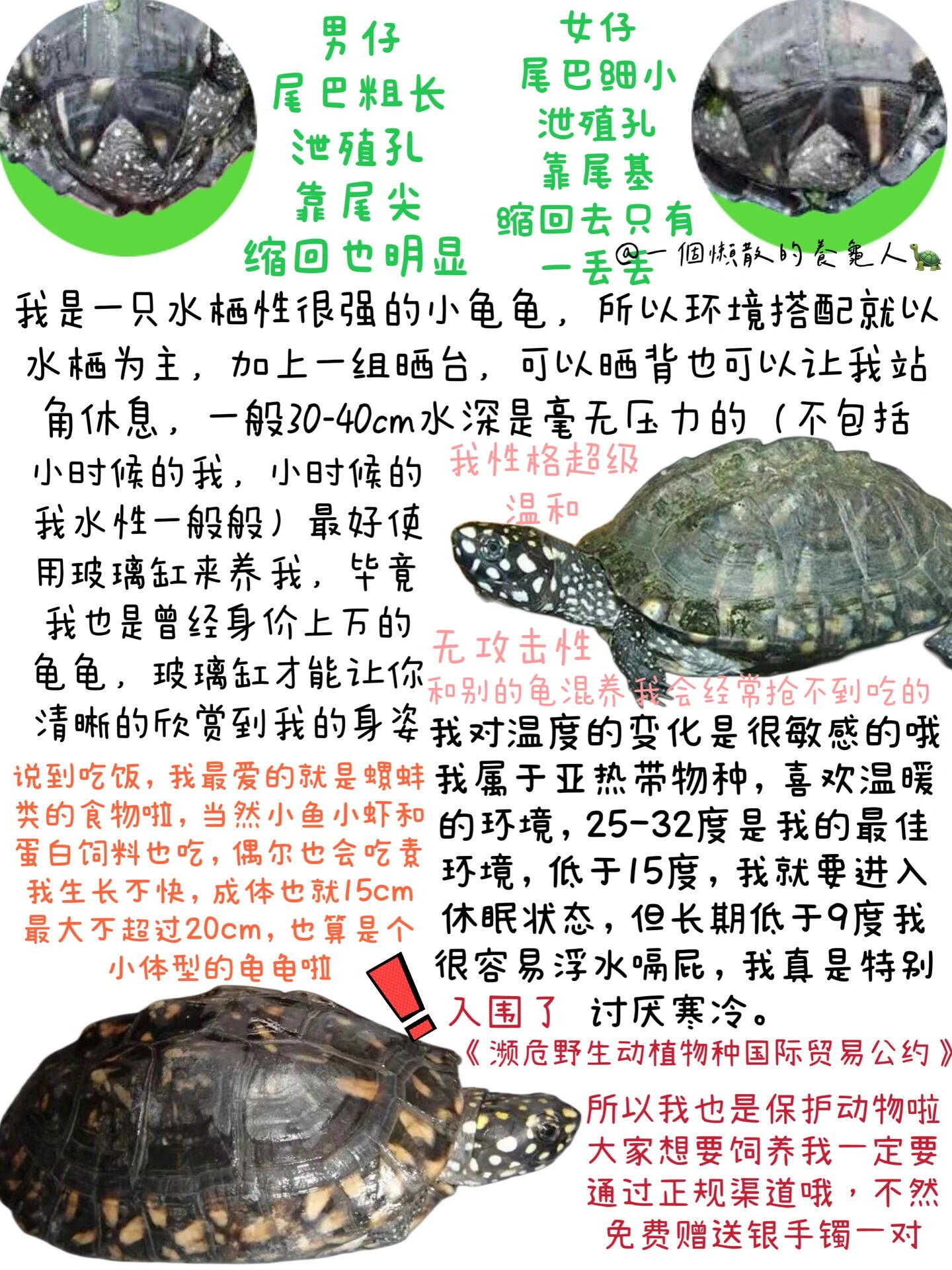 龟龟小卡片——斑点龟