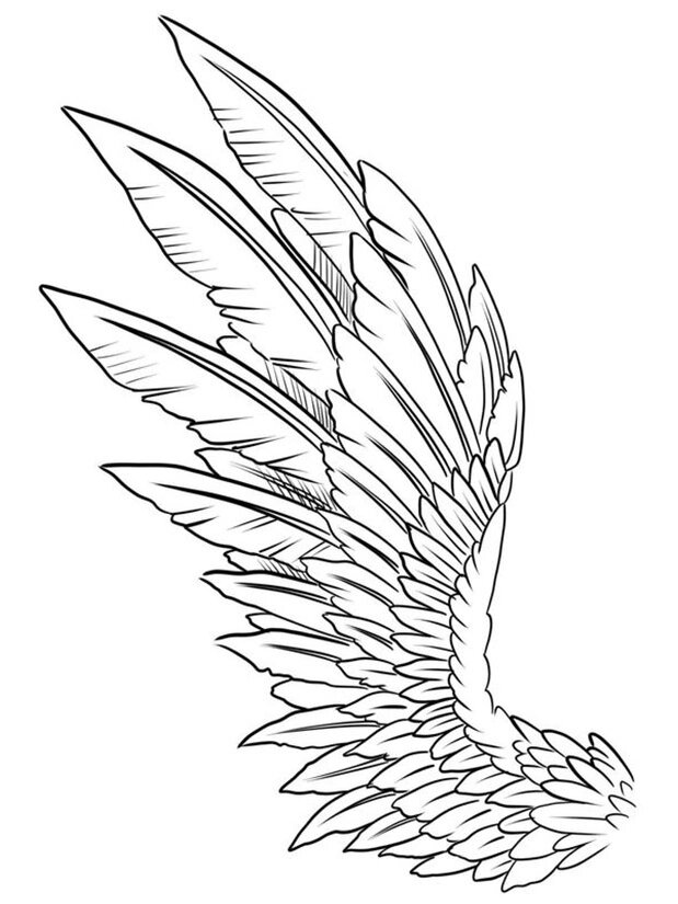 【绘画素材】天使的翅膀绘画大全👼👼 一组翅膀素材大全👼👼