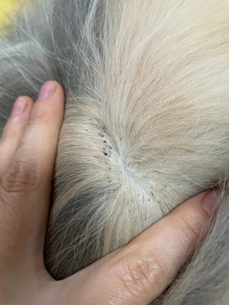 3个月小猫几乎全身毛的根部都有黑颗粒 我不会判断这是跳蚤蛋还是跳蚤