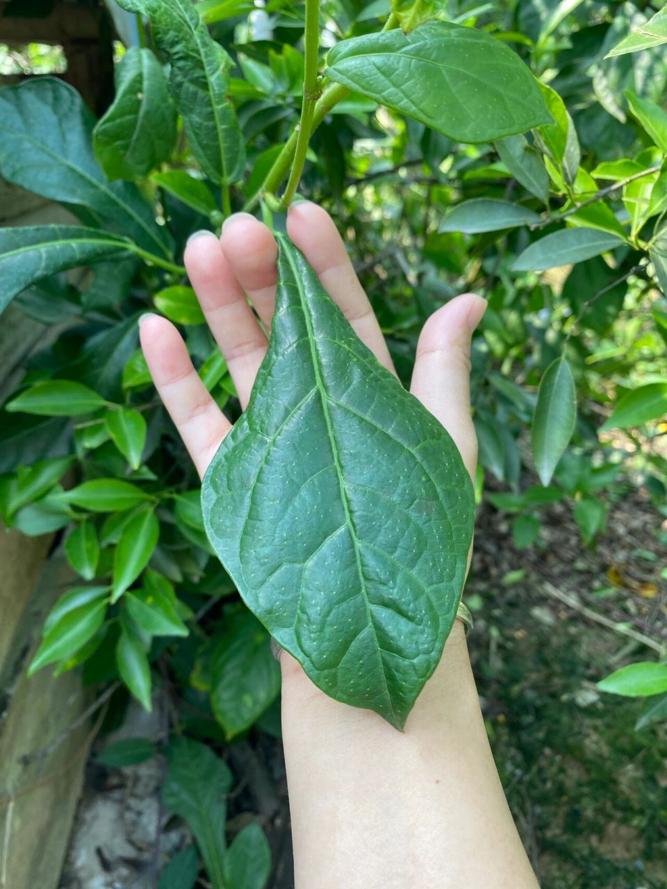 新会水照影(古兜山)护肝汤 "水照影"是一 种野生植物,民间传说它有清