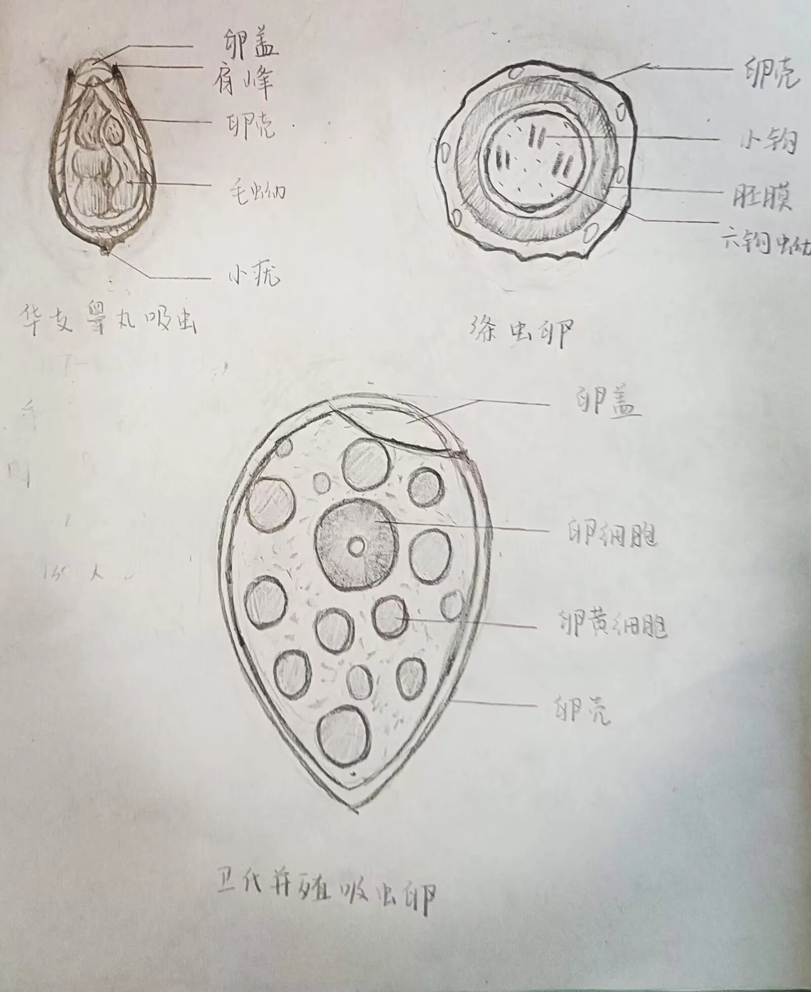 10种常见的寄生虫卵铅笔绘图