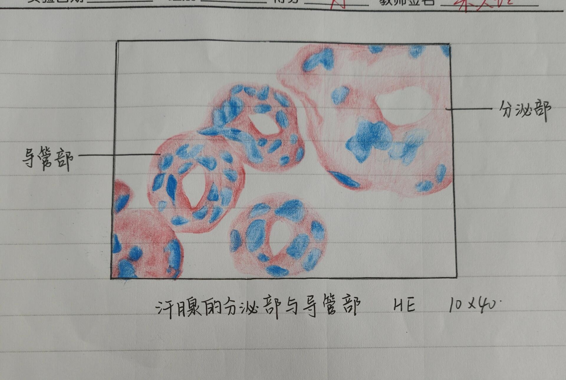 厚壁组织手绘图图片