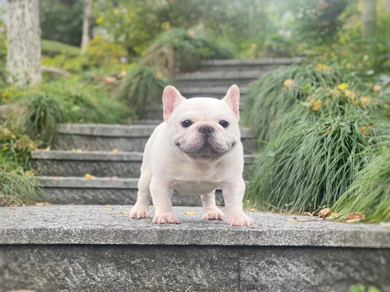 犬舍的黑白种公max和ace max:奶白色法国斗牛犬  1岁  美国加拿大登陆