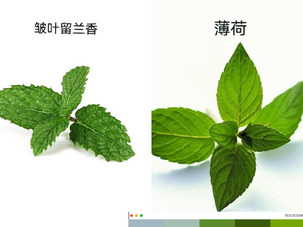 皱叶留兰香和薄荷有以下四点区别: 	 1,气温,从气味上看