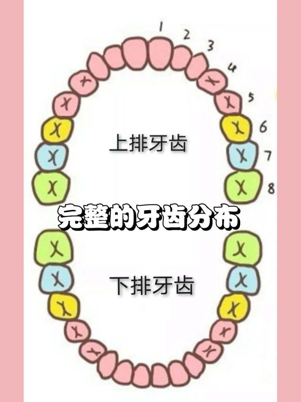 9393六龄齿的位置,是在第三张图标记数字6的位置.