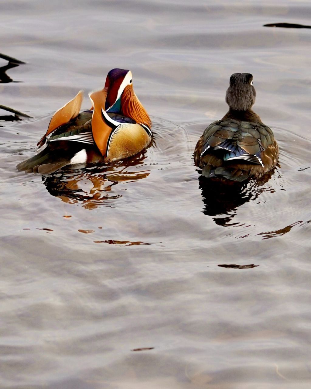鸳鸯双栖蝶双飞,温哥华的鸳鸯戏水 mandarin duck(鸳鸯),两情相悦的