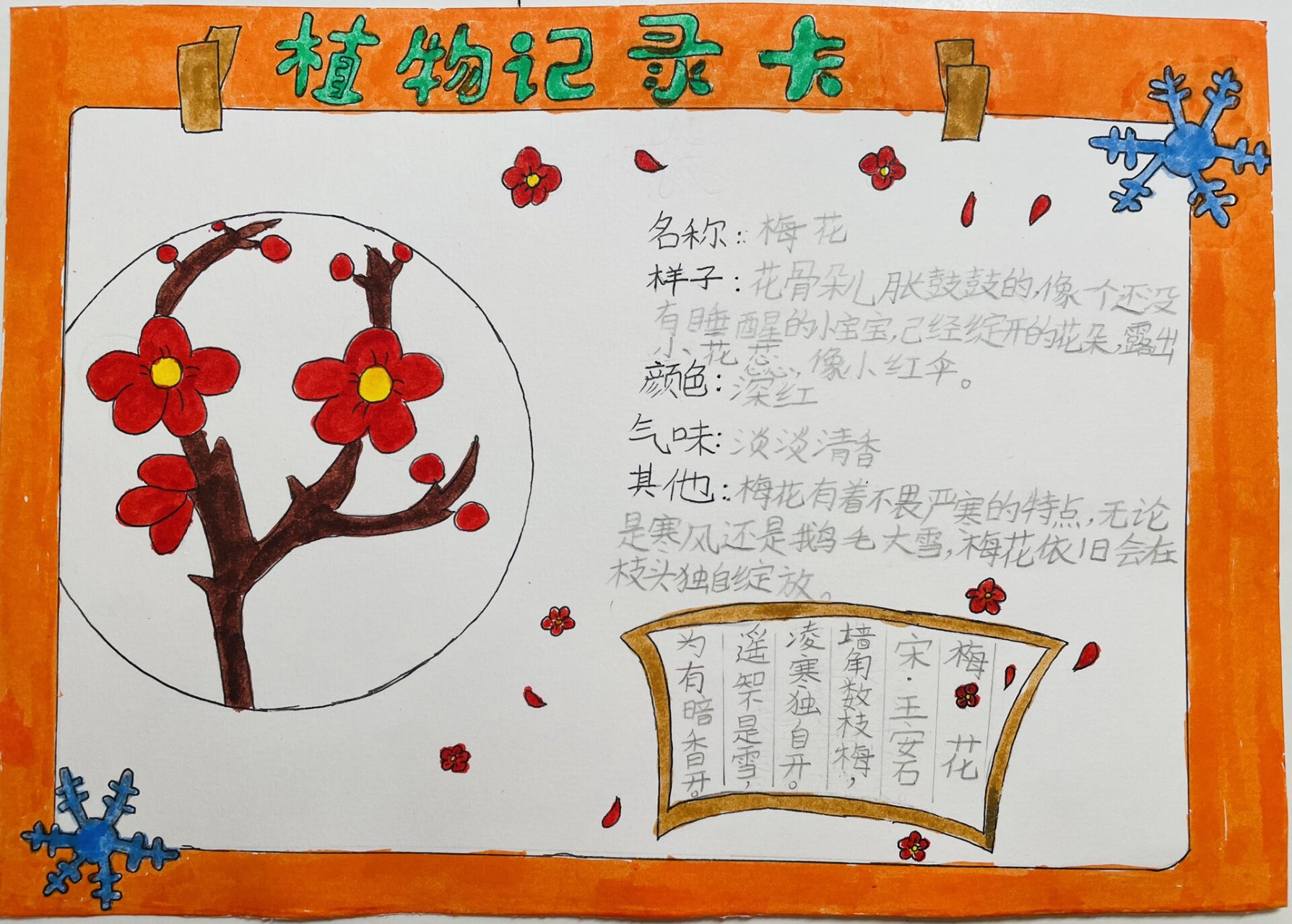 植物记录卡 三年级下册语文第一次手抄报作业,植物记录卡,梅花