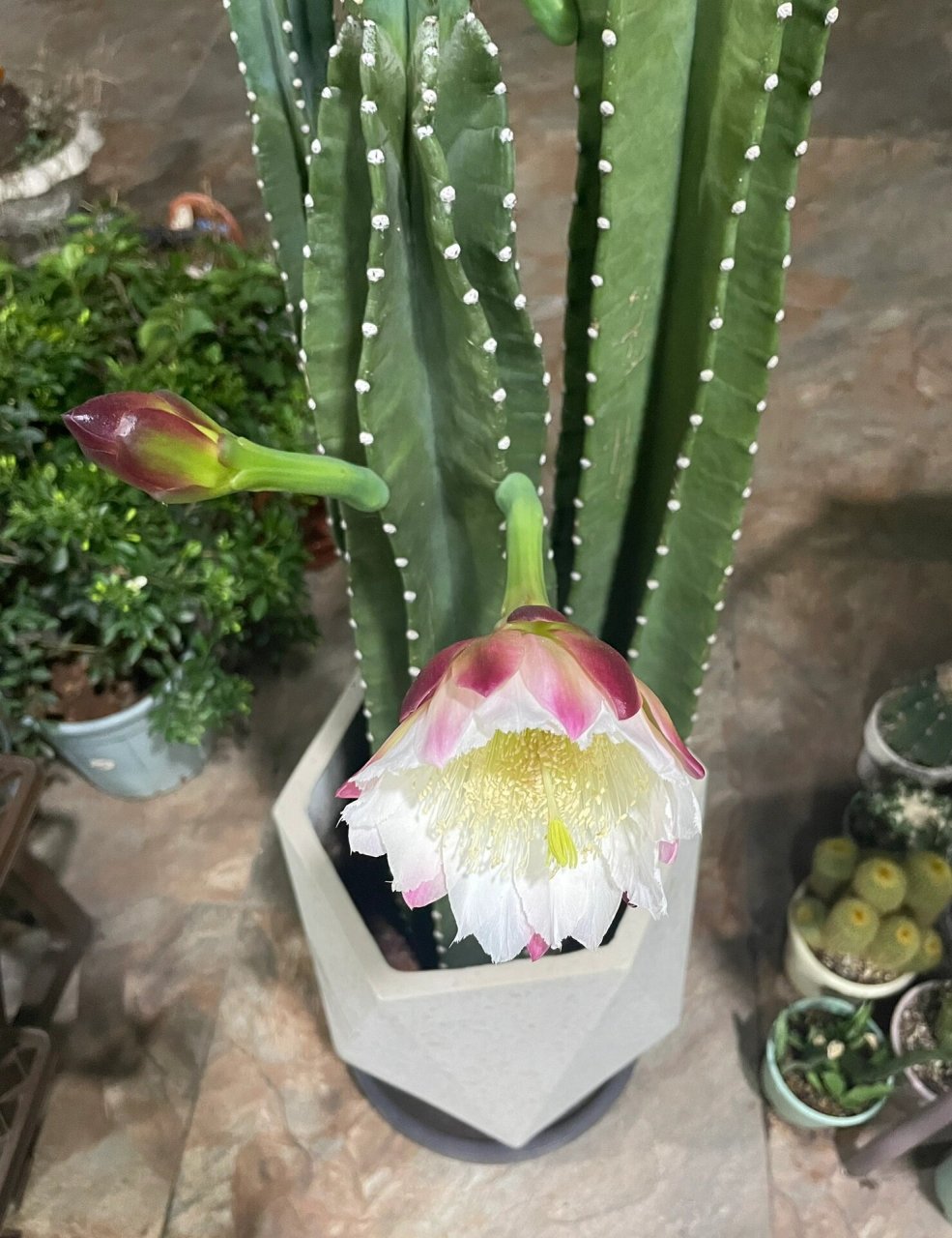 量天尺开花全过程 量天尺开花,花语:无尽的未来,吉祥富贵.