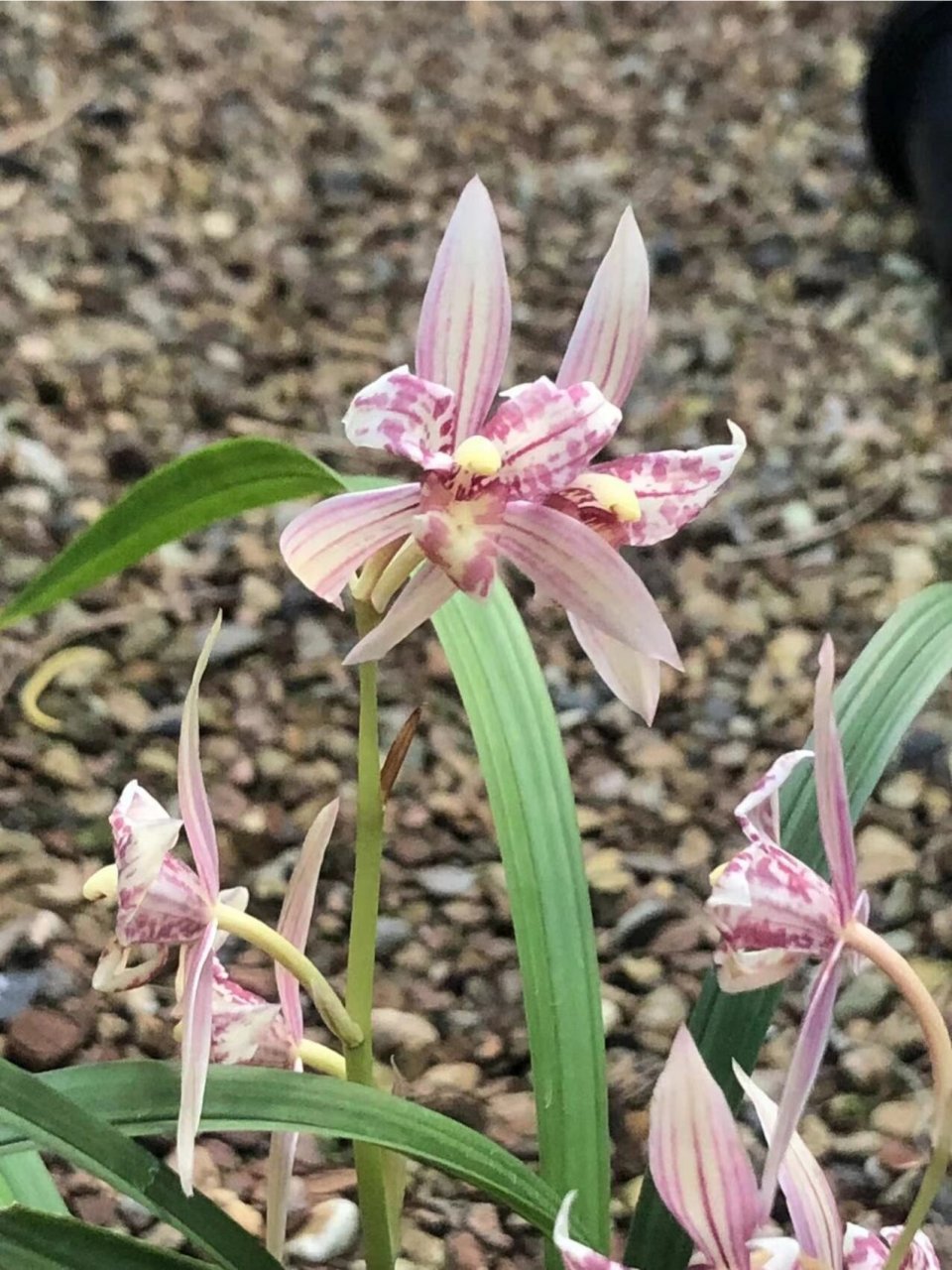 建兰 奇花 红猫蕊蝶 建兰红猫蕊蝶 勤花勤芽 适合新手 花期:6月至11月