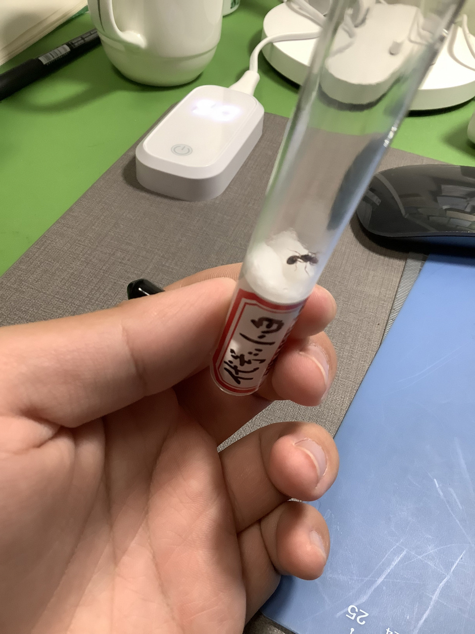 黑褐举腹蚁蚁后 两个月前黑褐举腹蚁婚飞,捡了一堆新蚁后,这是其中