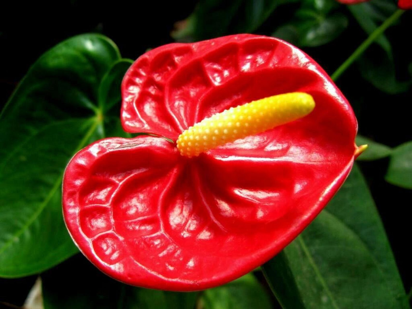 红掌完全养护手册 93别称 大叶花烛,红鹅掌,火鹤花,红鹤芋 93品种