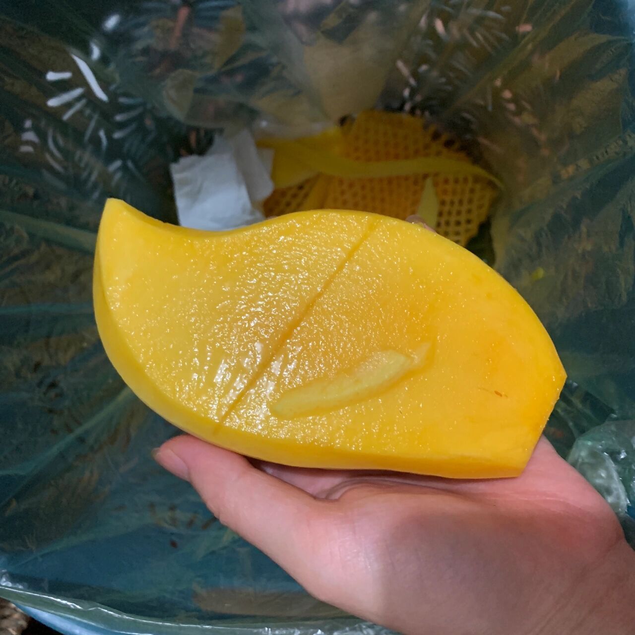 目前排名第一难吃水果|鹰嘴芒果 世界上怎么会有如此难吃难闻的水果?