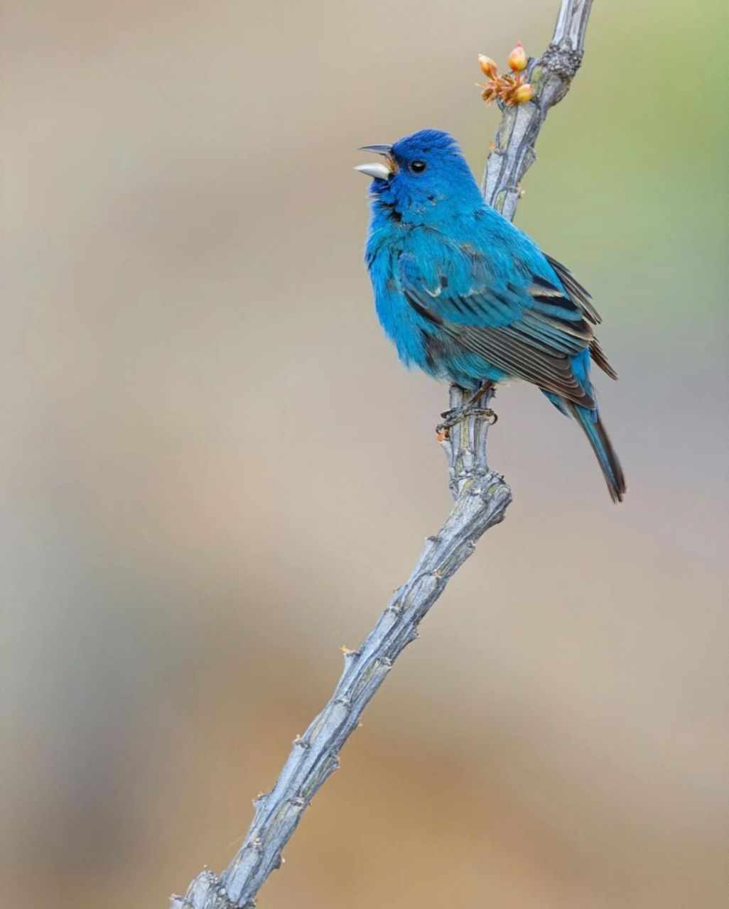 靛蓝彩鹀 #鸟类# #保护动物# #观鸟# #靛蓝彩鹀