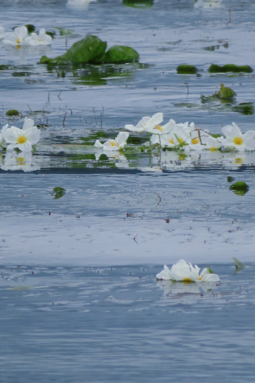 分享一组洱海的水性杨花 洱海的水性杨花太美了!
