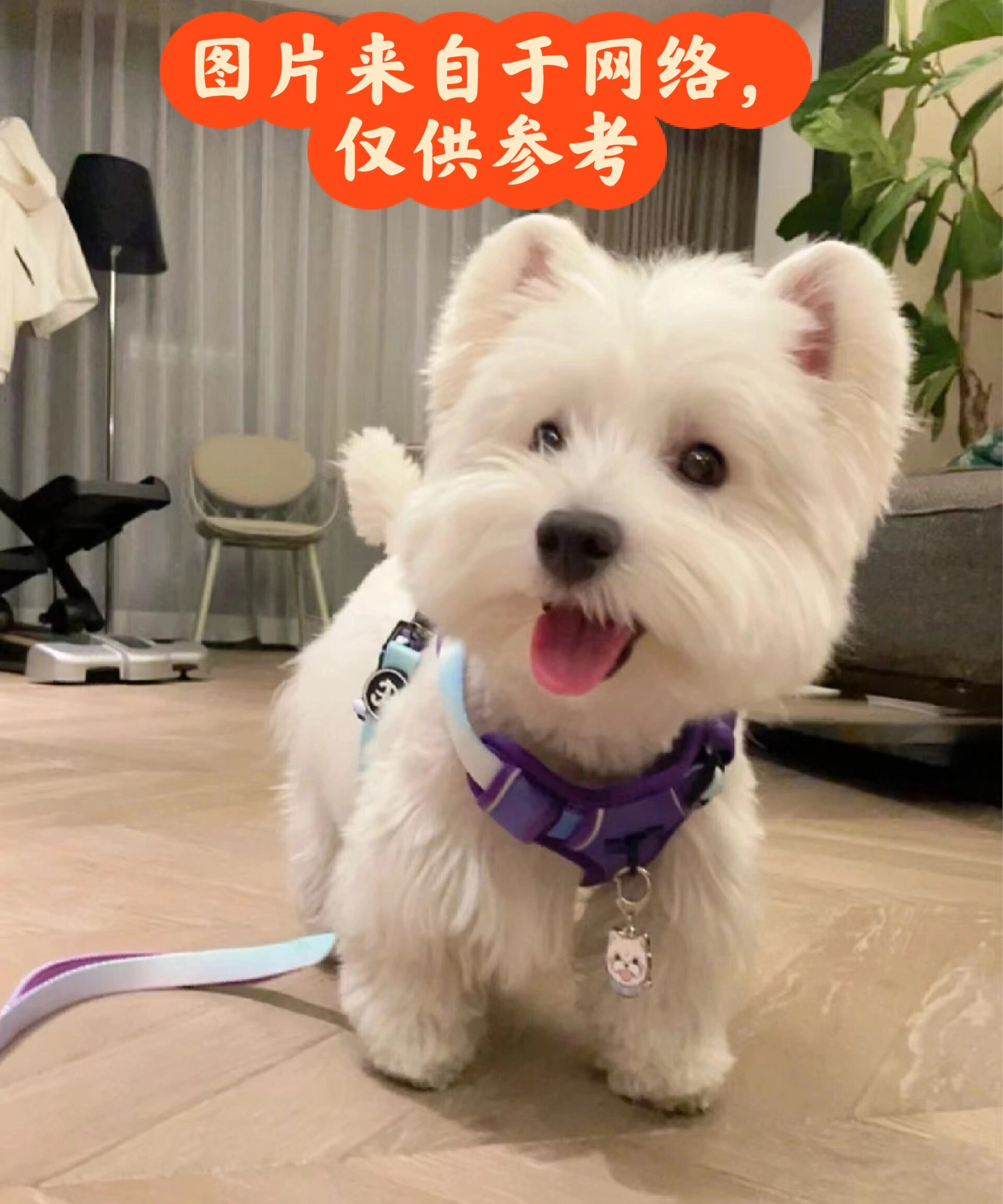 西高地白梗多少钱一只 这种狗狗的市场价格家养的一般在6000左右,犬舍