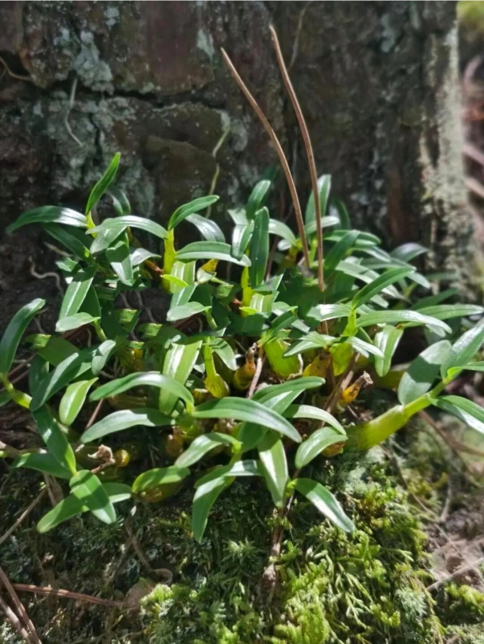 石斛,是兰科石斛属的草本植物,石斛之名是以其外形和寓意而命名,以其