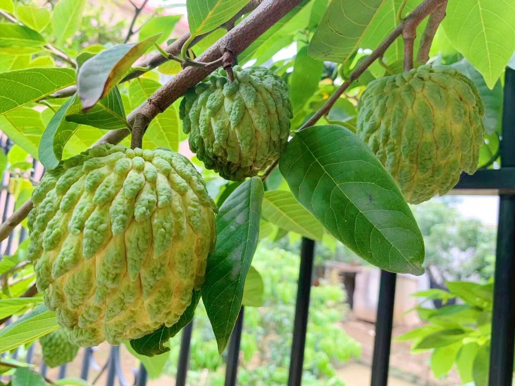 門前的释迦果成熟了,清甜多汁.