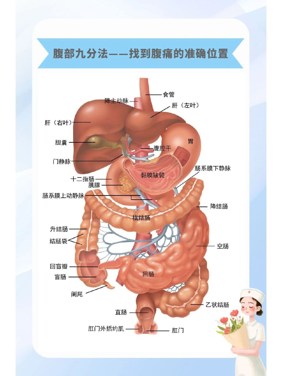 腹部九分法:准确找到肚子疼的位置