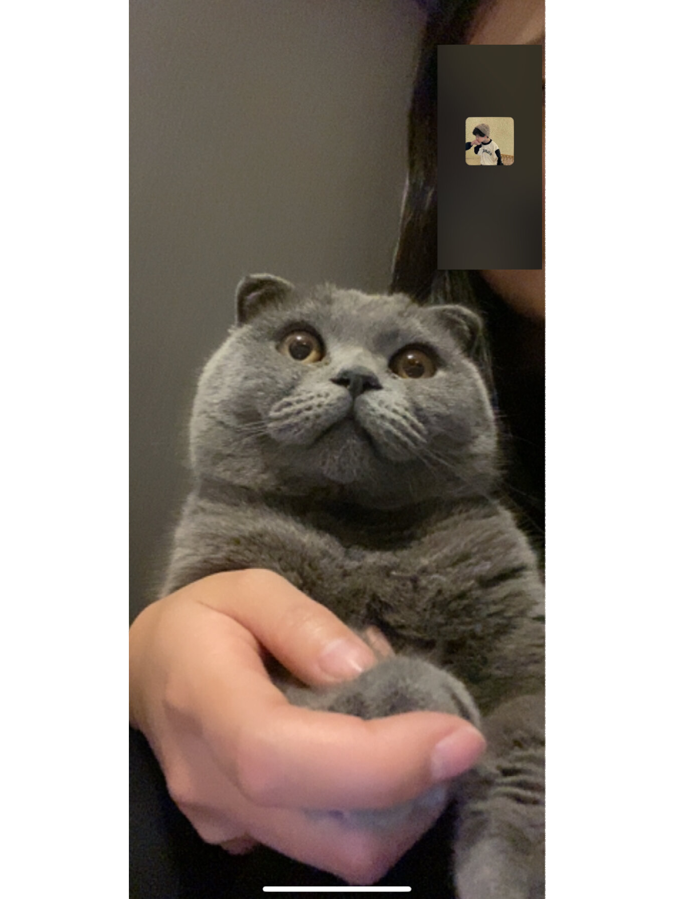 半折耳猫会发病吗? 请问一下各位集美,半折耳猫咪发病几率大吗!