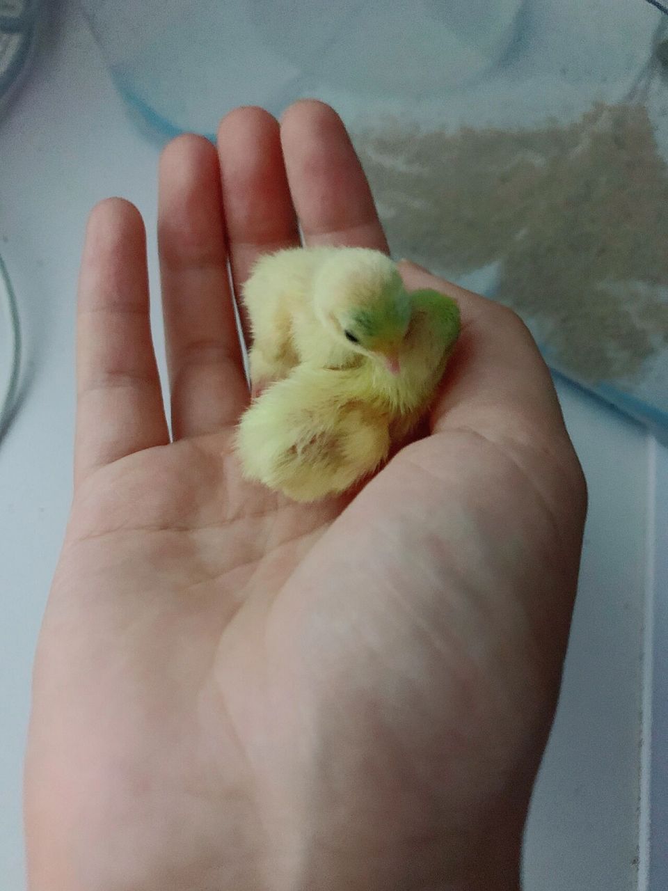 芦丁鸡5天小鸡5元一只 给小鸡们谋个家 迷你鸡阳台上的芦丁鸡,出5天