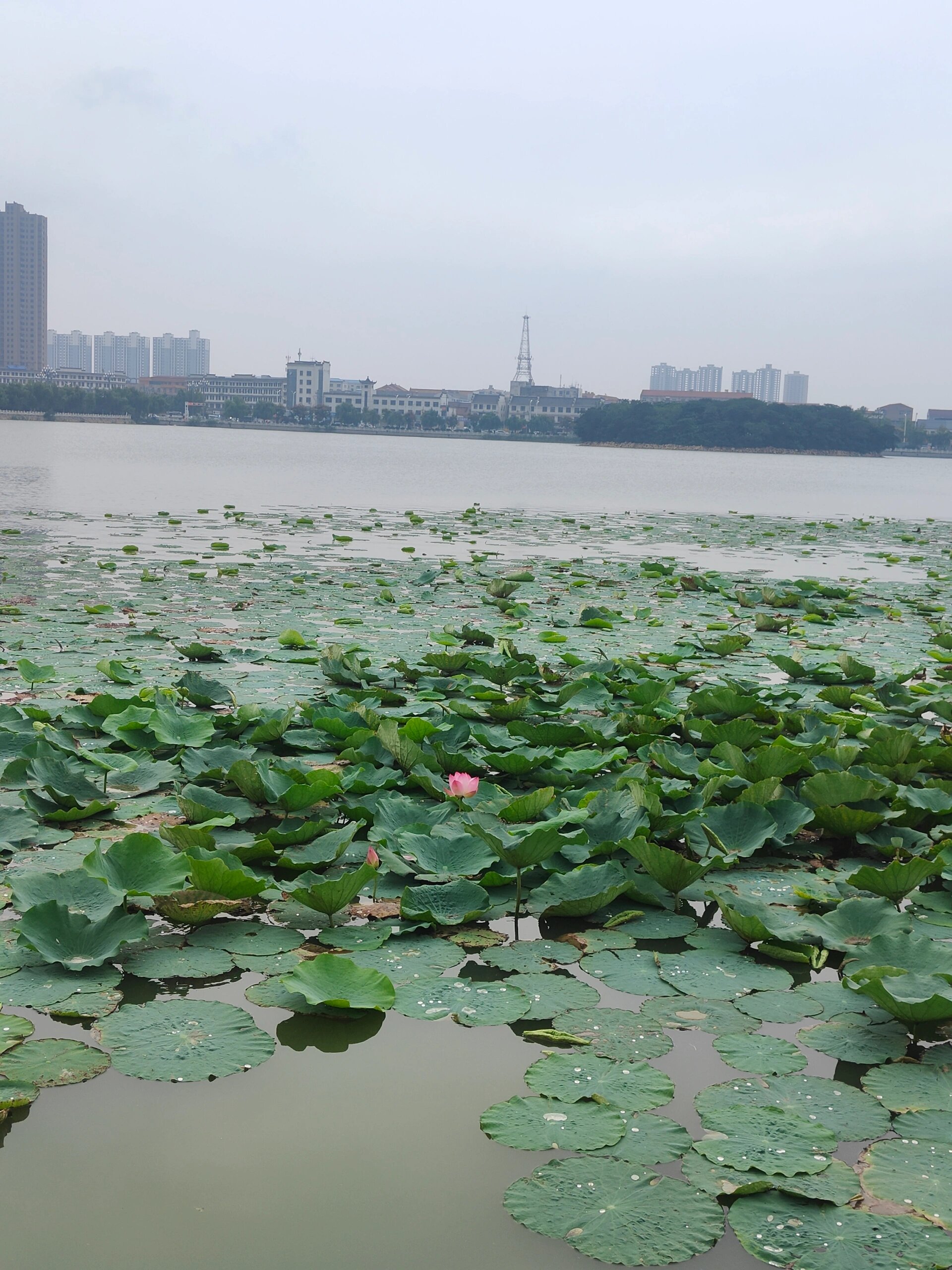 睢县凤鸣岛简介图片