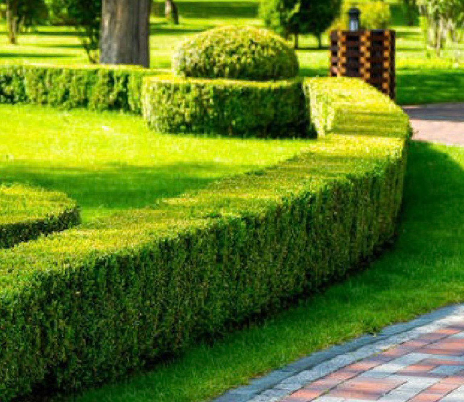 灌木"草块"图文(附 灌木"草块"绿篱类:1.注意体块透视关系,2.