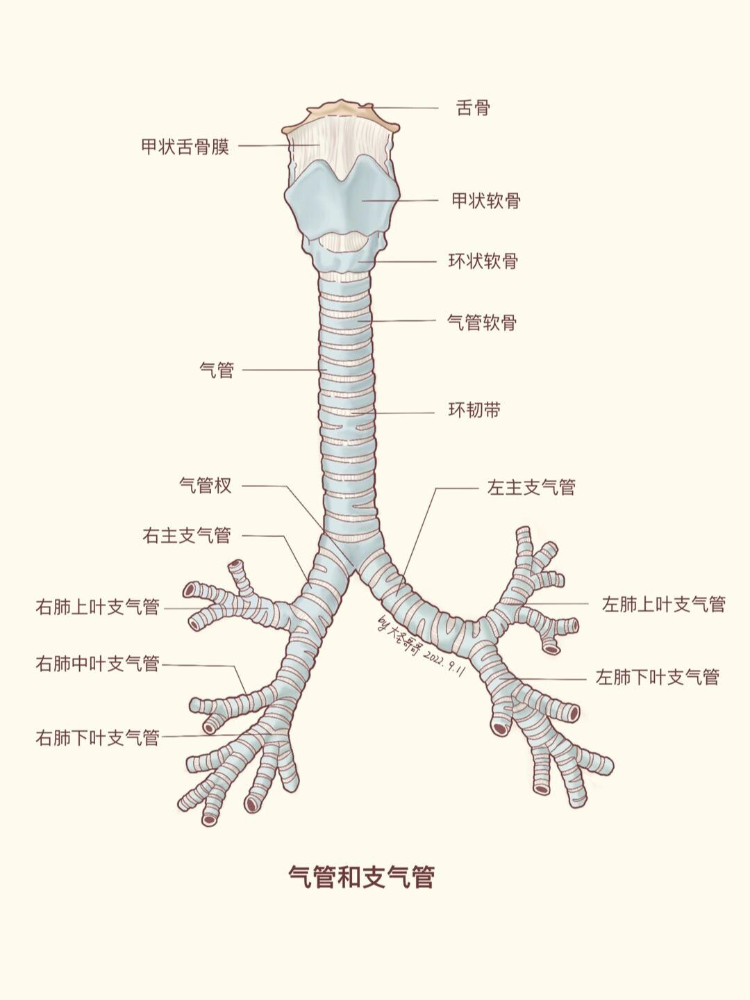 解剖学教材重绘47 这个气管好像个艺术品