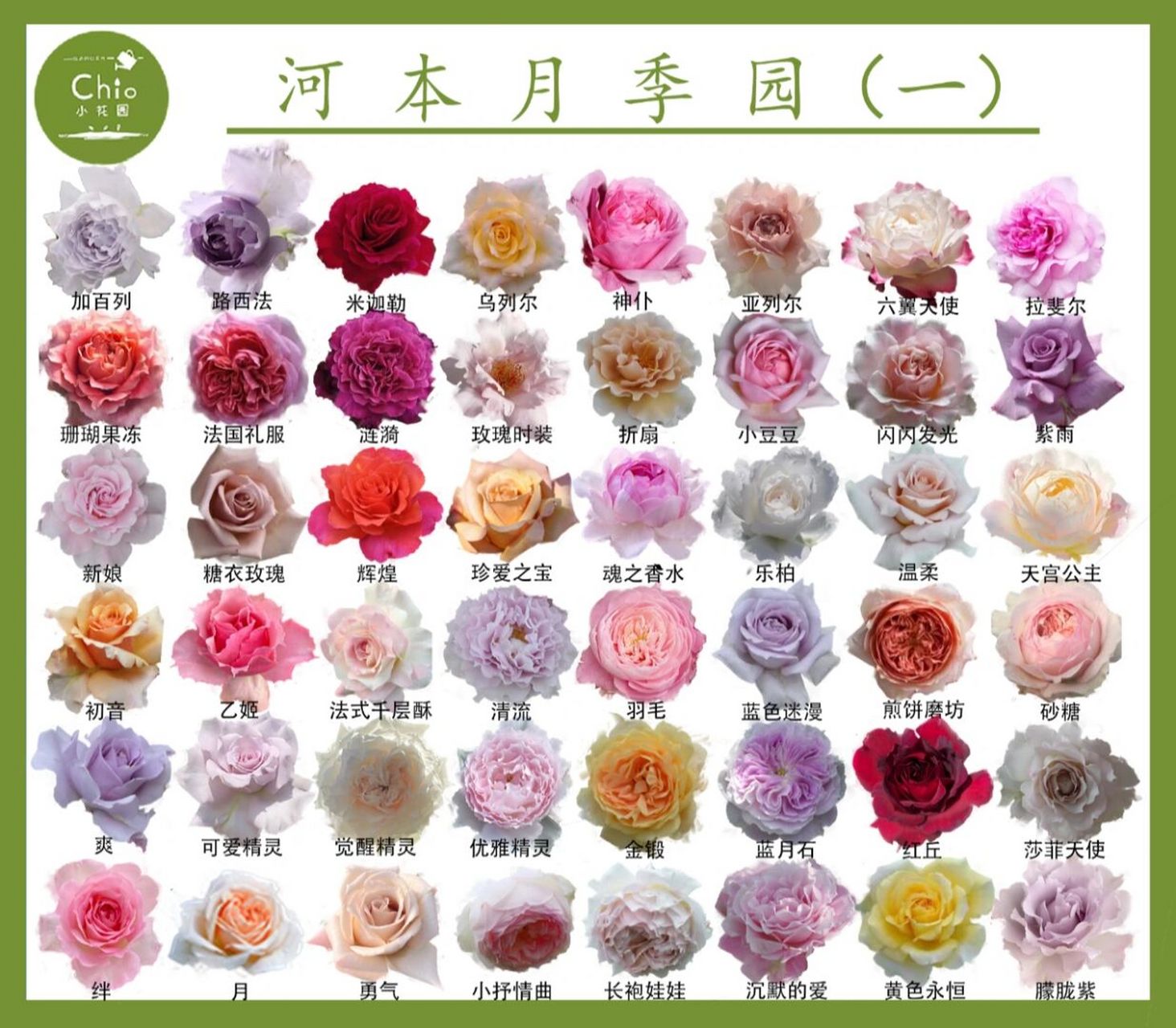 河本纯子无疑是一位非常懂得女性审美的伟大育种家,比起欧月的大包子