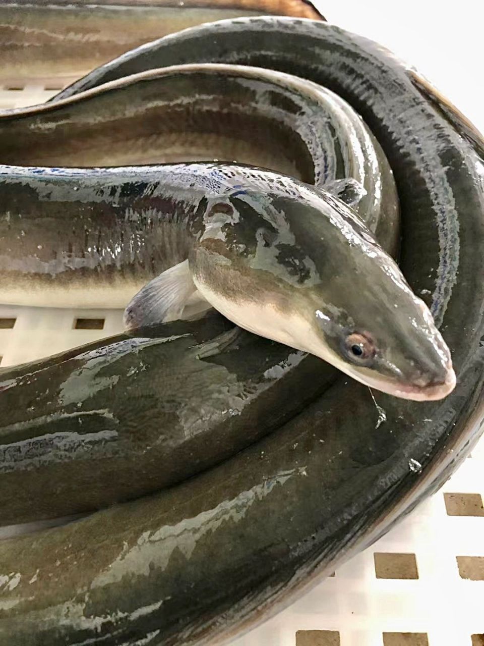 油香溢嘴哦 【乌尔鳗鱼/海鳝】 潮汕话俗称"乌耳鳗",常用酸梅蒸之