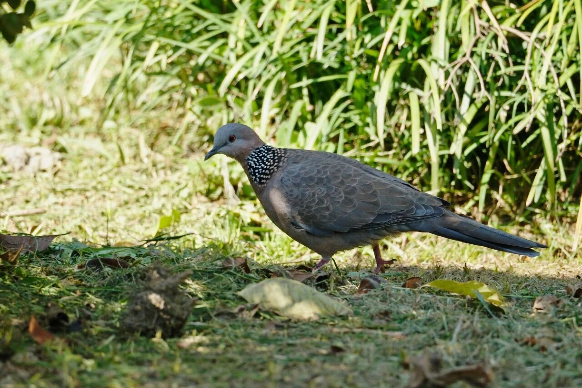观鸟丨珠颈斑鸠——自带珍珠围脖的时尚麻豆  嗨,今天我们一起认识下