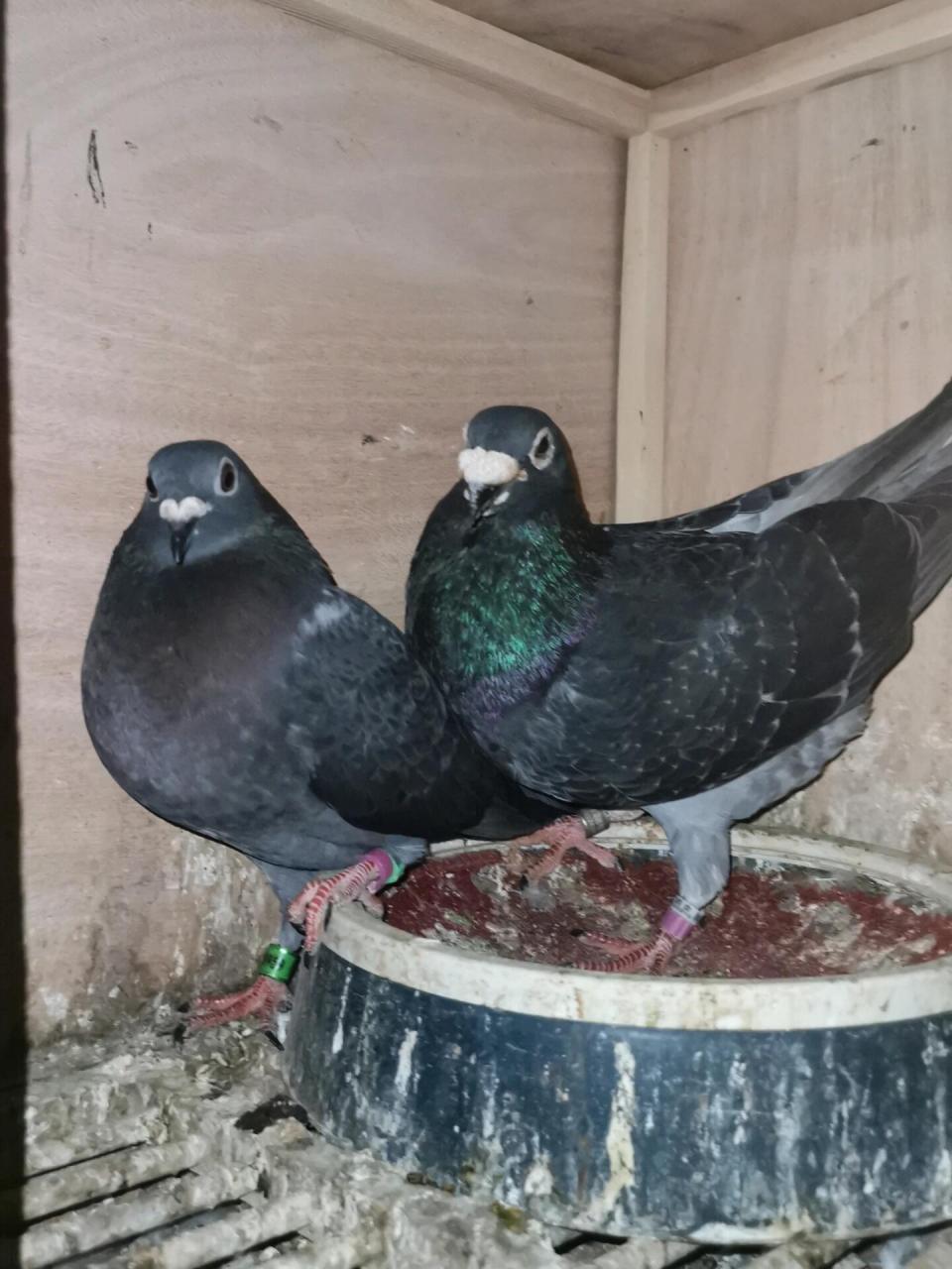 小红书祝我生日快乐啦# 中国超远程赛鸽在短平快的赛制中还有意义吗?