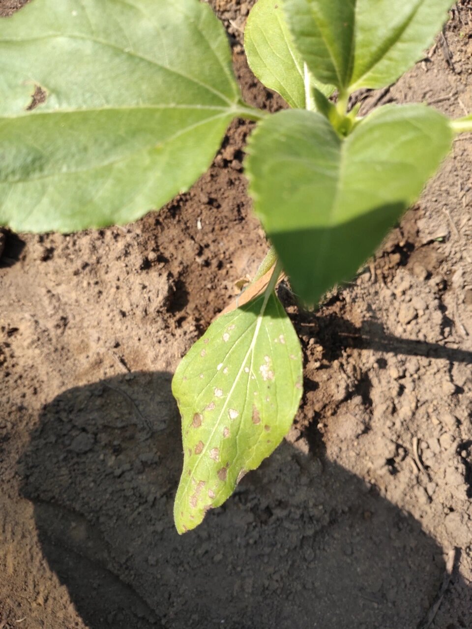 原来向日葵这样是有病  !