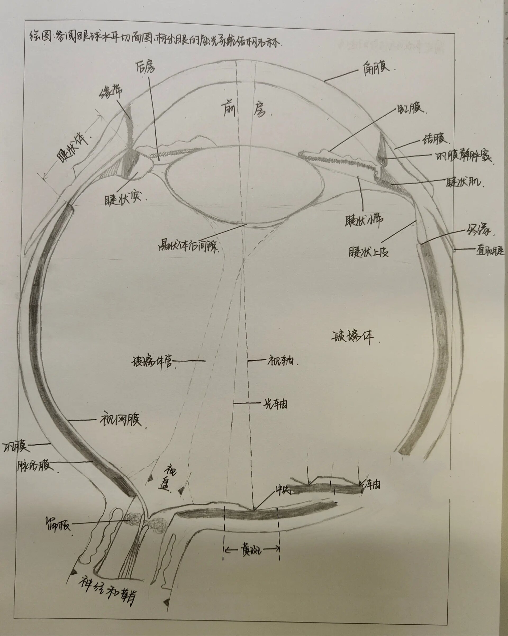 眼球水平切面图 手绘 医学生也可以做个美术生8️⃣
