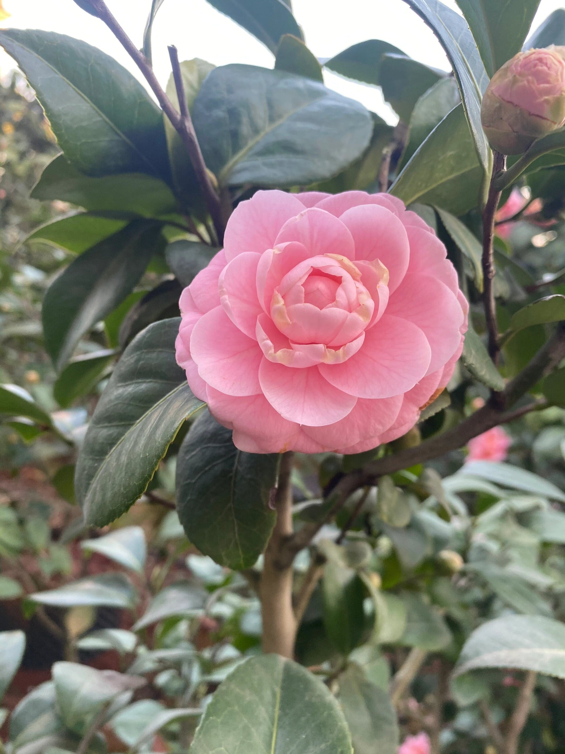 宫粉茶花小桃红 一颗精品高分枝的宫粉传统茶花.两颗是配对的.