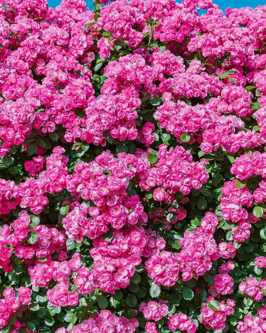 98今天发现路边的蔷薇花居然都打花苞了,感觉再热一点,就要开花啦