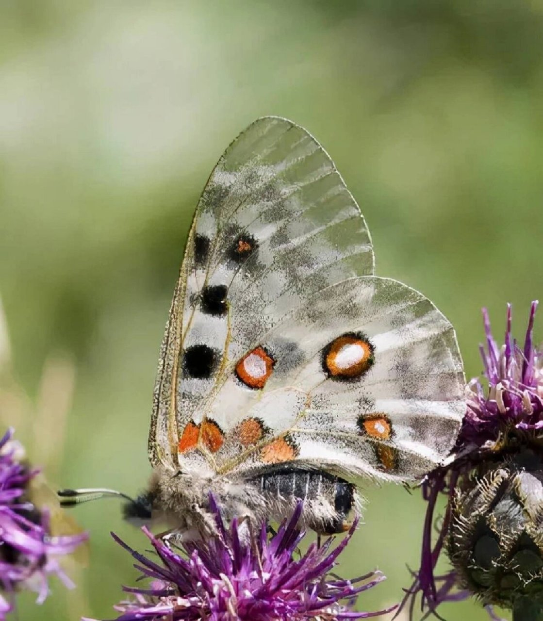 每天认识一种蝴蝶| 011--阿波罗绢蝶 03阿波罗绢蝶 	 别名:无 科属