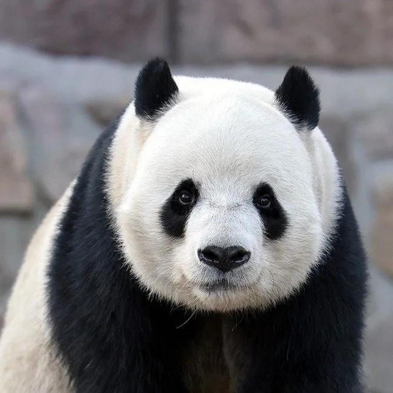 这天熊猫场馆的内场的小门打开了,原本以为从小门出来的会是大熊猫萌