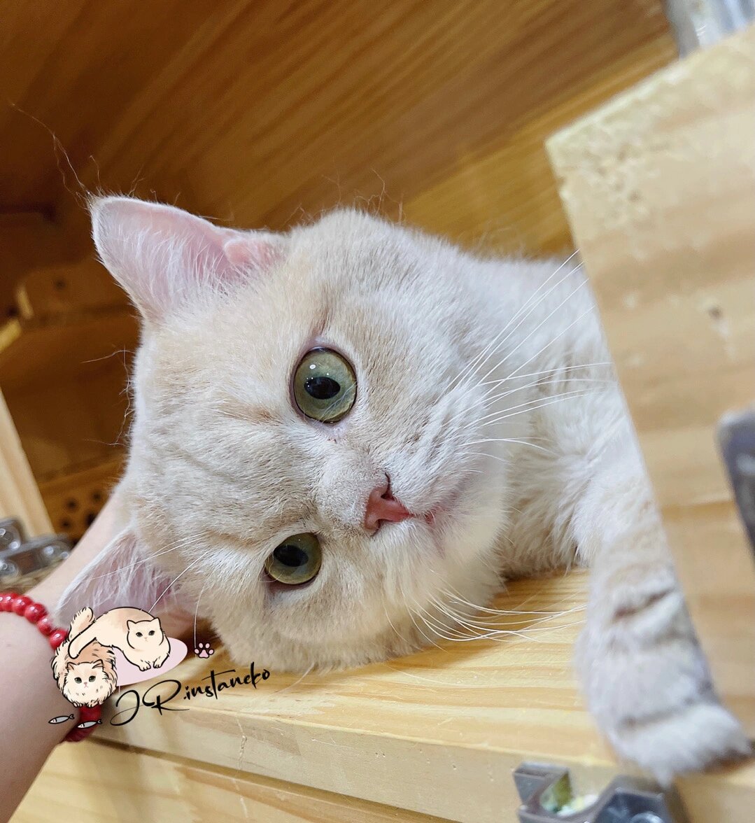 小鹿金渐层,在小鹿金品相中也算不错了吧