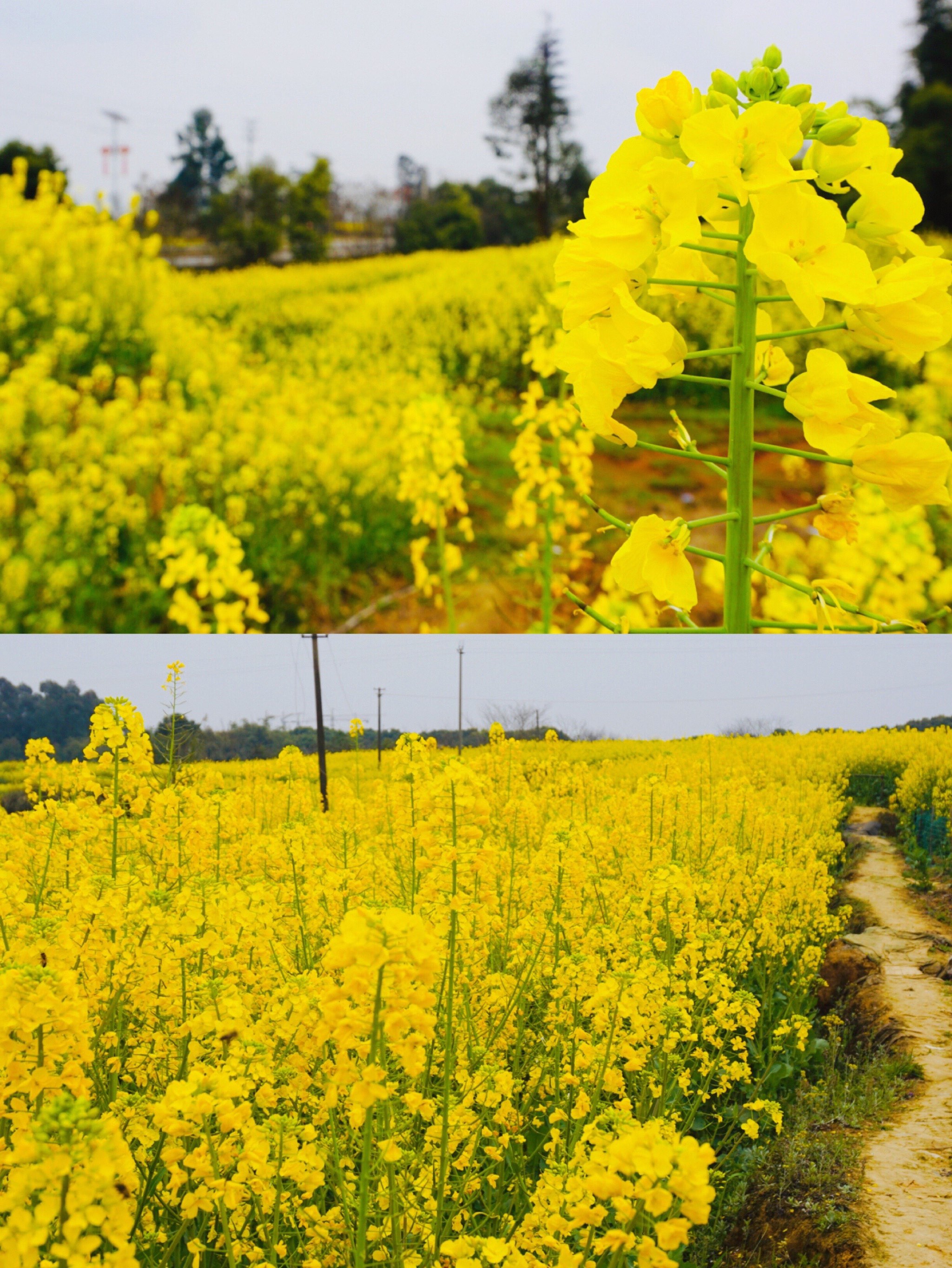 2022邛崃两河口油菜花图片