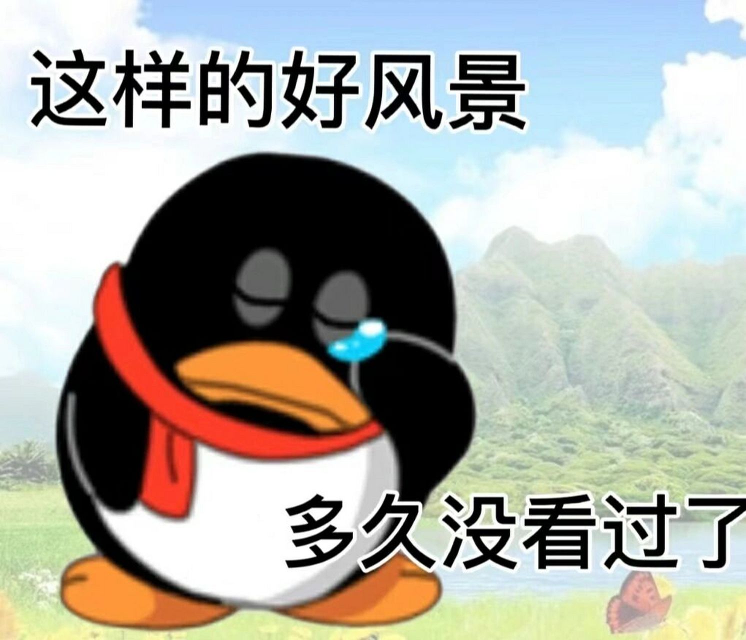 qq不同版本封面企鹅图片