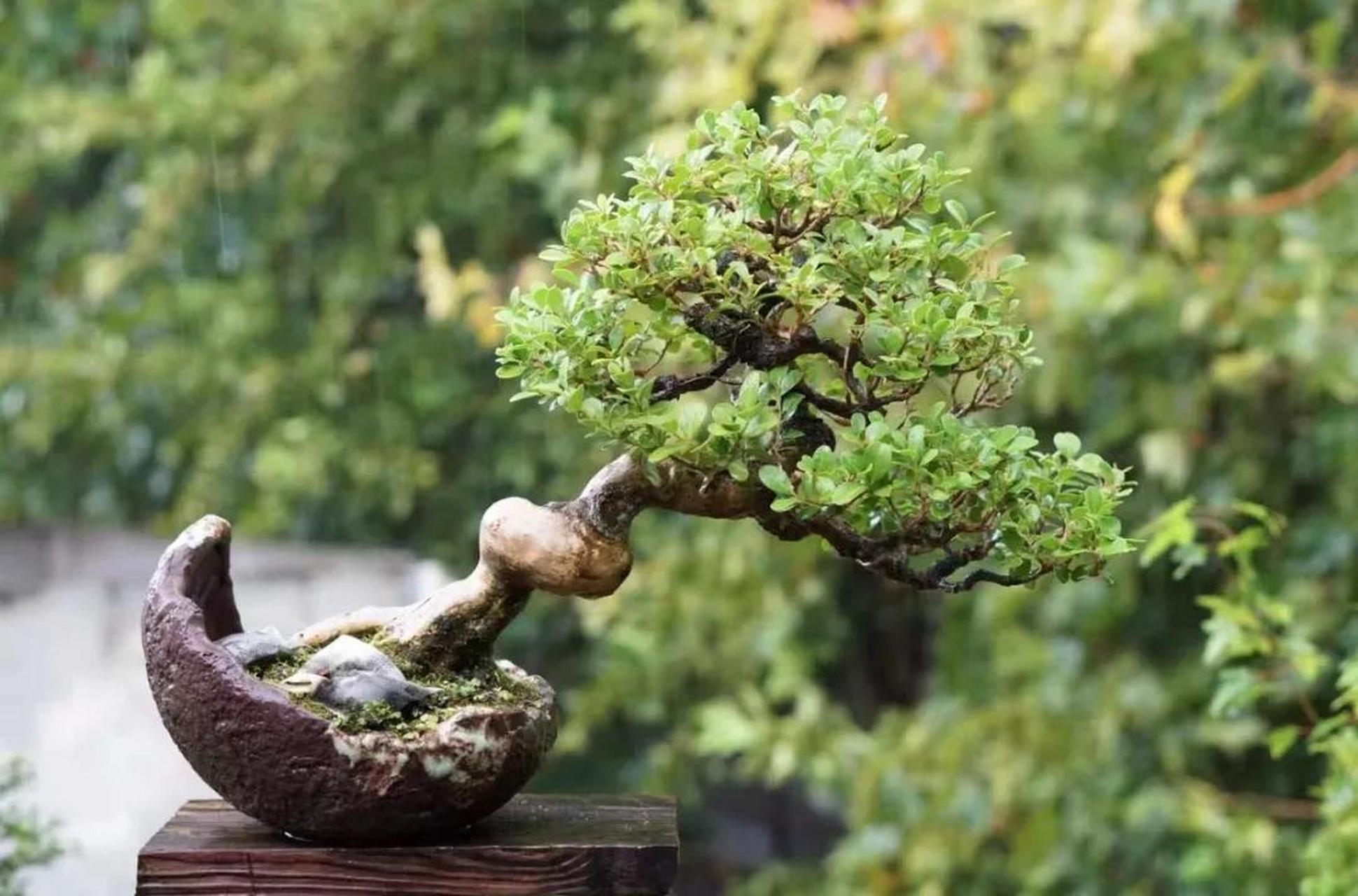 一颗精品瓜子黄杨千姿百态的盆景  美丽盆景 图解盆景制作与养护
