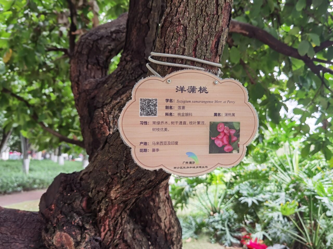 南沙公园里树有标牌啦