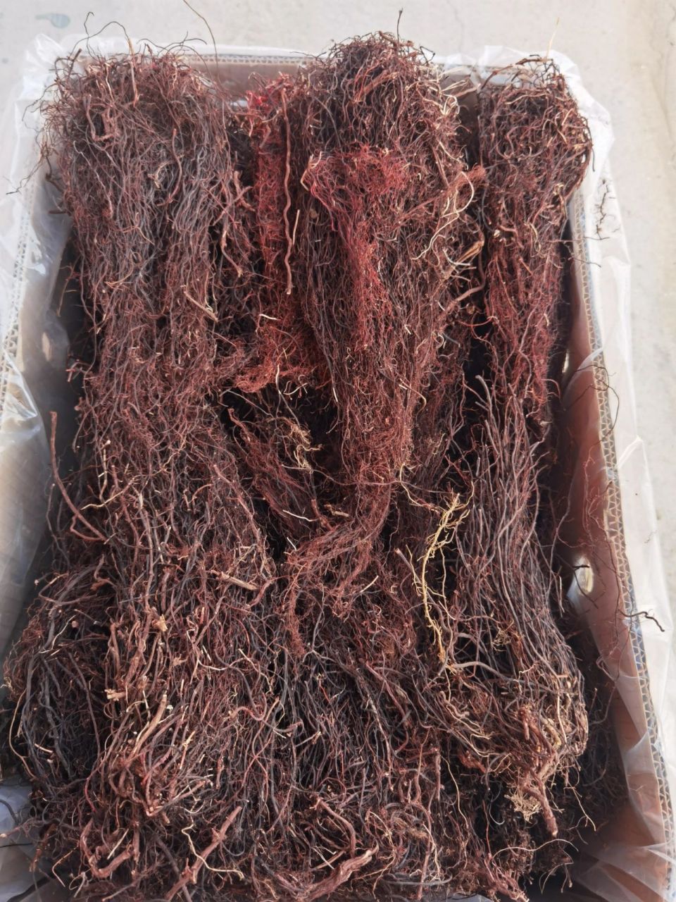 长白山野生红茅 野生红茅可以泡酒,市场上很多是用威灵仙代替的,在