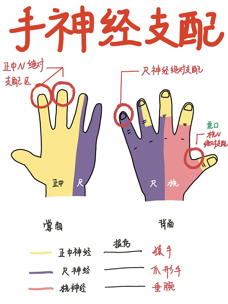 99尺神经,桡神经,正中神经在手中怎样分布看似复杂,但画出来就很好