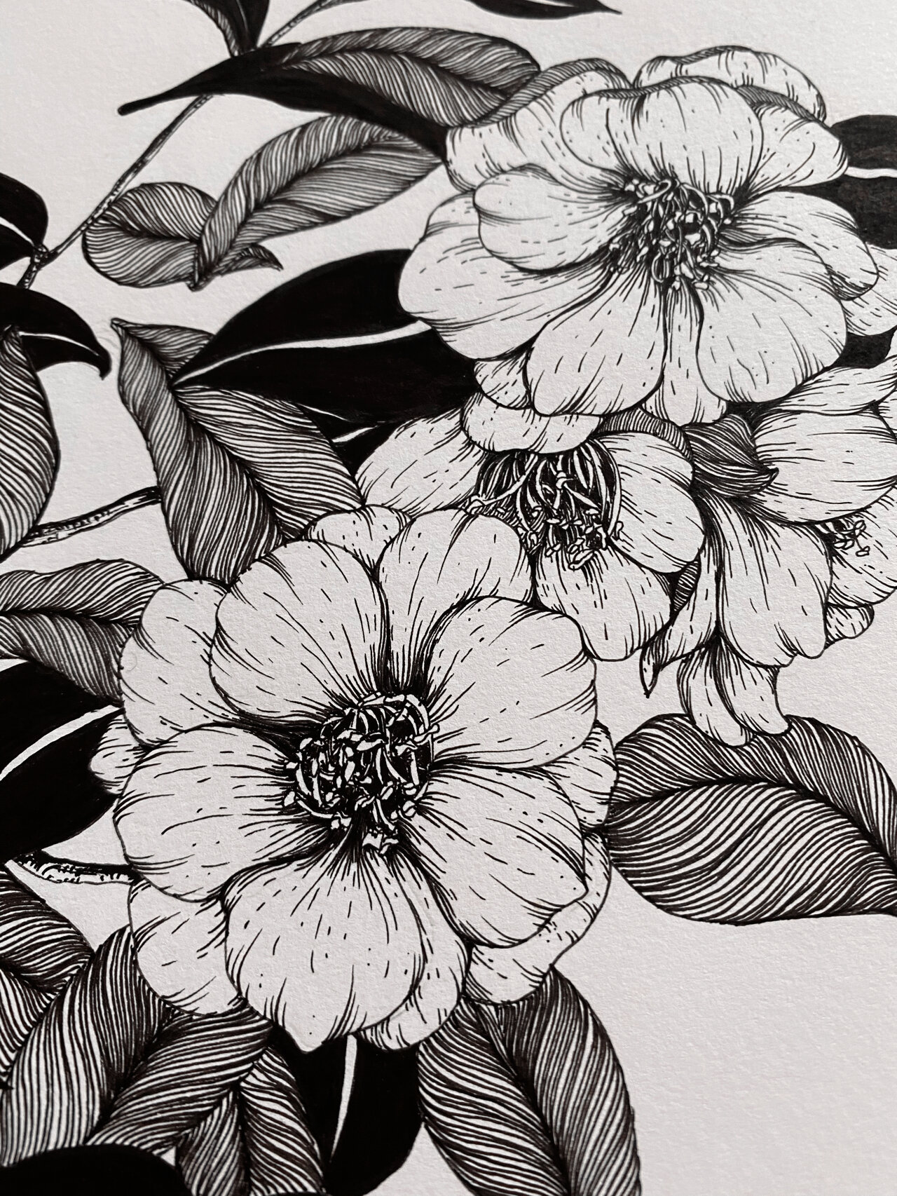 黑白线描花卉.还是写生山茶花.算有过程了