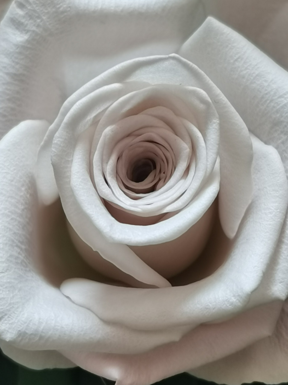 肯尼亚) "曼塔" 是进口玫瑰中的经典品种,也译做"重奶油"是同一款产品